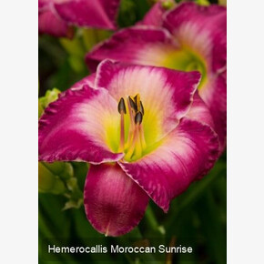 ЛИЛЕЙНИК МОРОККАН САНРАЙЗ