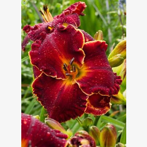 ЛИЛЕЙНИК НОУТИ РЭД