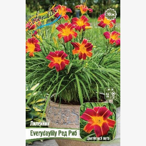 ЛИЛЕЙНИК EVERYDAYLILY РЕД РИБ