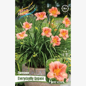 ЛИЛЕЙНИК EVERYDAYLILY ЦЕРИЗЕ