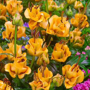 ЛИЛИЯ АПРИКОТ ФЬЮДЖ 16/18