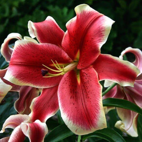 ЛИЛИЯ АФРИКАН ЛЕЙДИ 16/18 ОТ