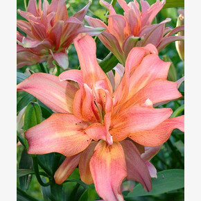 ЛИЛИЯ АФРОДИТА 16/18