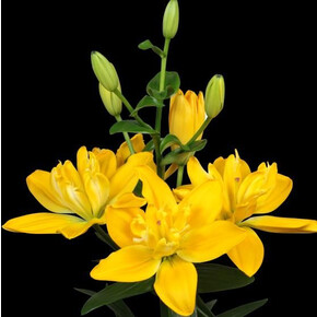 ЛИЛИЯ БЕВЕРЛИ ГОЛД