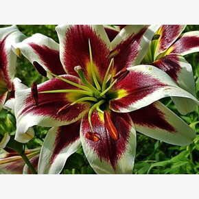 ЛИЛИЯ БЕВЕРЛИ ДРИМ 16/18