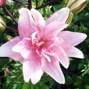 ЛИЛИЯ БЕНТЛИ 16/18