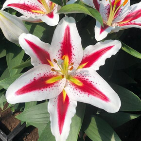 ЛИЛИЯ БИГ СМАЙЛ 16/18