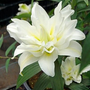 ЛИЛИЯ БЛИЗЗАРД 16/18 ORD