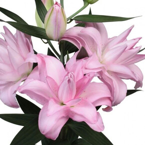 ЛИЛИЯ ВЕЙВРАЙДЕР 16/18