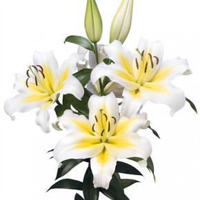 ЛИЛИЯ ВИЛЛАРИЦЦА 16/18