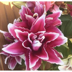 ЛИЛИЯ ДАБЛ ФЭНТЕЗИ 16/18