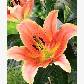 ЛИЛИЯ ЗЕЛМИРА 16/18