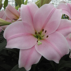 ЛИЛИЯ КАЛИ 16/18 H-130-185см