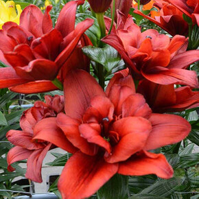 ЛИЛИЯ КАНАРИ ВАРФ 16/18