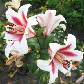 ЛИЛИЯ ПАШШН МУН 16/18