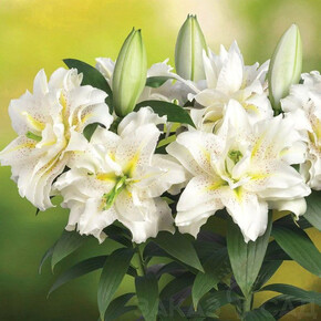 ЛИЛИЯ РОУЗЛИЛИ ЗЕТА 18/20