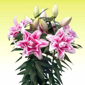 ЛИЛИЯ РОУЗЛИЛИ НОВА 18/20