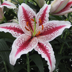 ЛИЛИЯ ТАЙГЕРВУДС 16/18