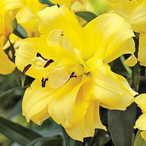 ЛИЛИЯ ЭКЗОТИК САН 18/20OTD