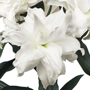 ЛИЛИЯ ROSELILY АНЖЕЛА 16/18