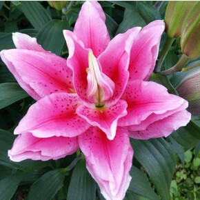 ЛИЛИЯ ROSELILY ВИОЛА 16/18