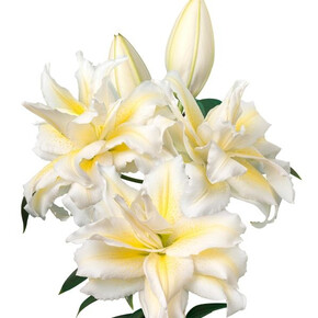 ЛИЛИЯ ROSELILY ИРВАНА 16/18