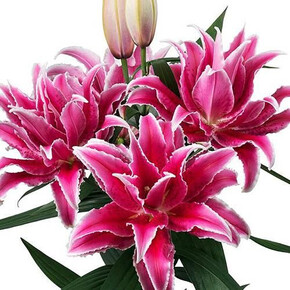 ЛИЛИЯ ROSELILY ЛОРЕНА 16/18