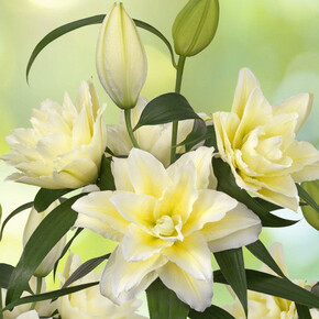 ЛИЛИЯ ROSELILY ЛЮДВИНА 16/18 ORD