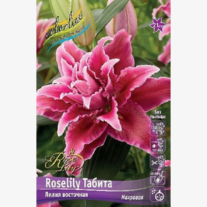 ЛИЛИЯ ROSELILY ТАБИТА 16/18 ORD