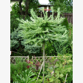 Лиственница Блю Драфт BR 120cm stem