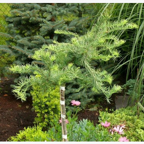 Лиственница Диана BR 120cm stem