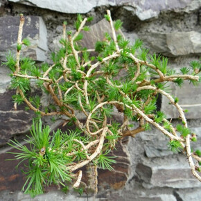 Лиственница Комарек Гексе C3 25-30cm