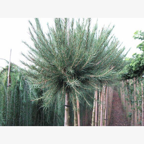 Лиственница Корник BR 120cm stem