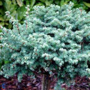 Лиственница Купидон BR 120cm stem