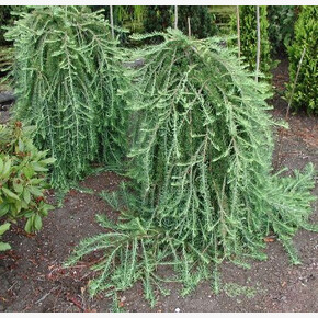 Лиственница Стиф Уипер BR 120cm stem