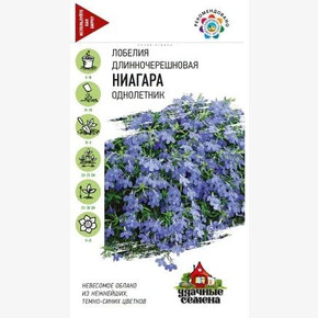 Лобелия Ниагара /Гавриш