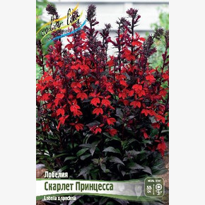 Лобелия Скарлет Принцесс
