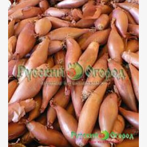 Лук Деликатес Шалот/НК Вкуснятина