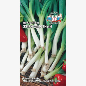 Лук Жирнолистный/ Седек