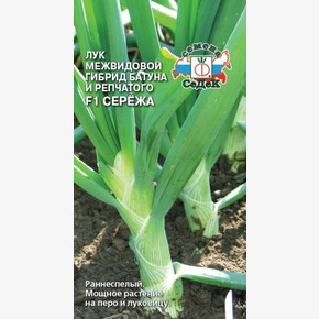 Лук Сережа батун/Седек/цп
