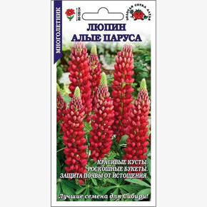Люпин Алые Паруса/ Сотка