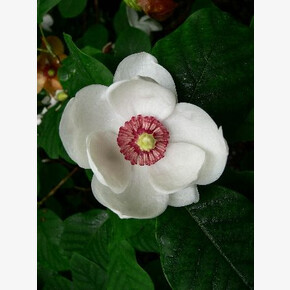 Магнолия P14 (C1.5)