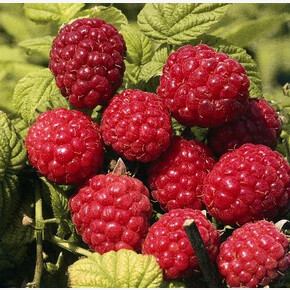 Малина Глен Ампл P12