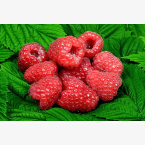 Малина Глен Ди P12