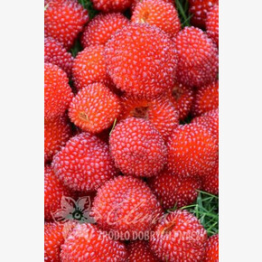 Малина соблазнительная P9