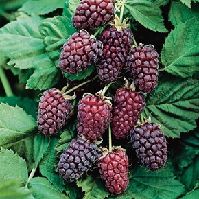 Малино-ежевичный Логанберри (Ежемалина) P9