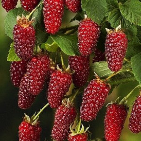 Малино-ежевичный Тэйберри P9