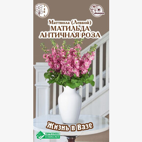 Маттиола Матильда Античная Роза/ Евросемена