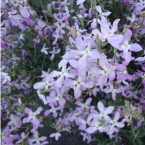 Маттиола Ночной аромат/ Каприс 2гр