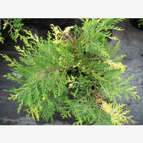 Микробиота Голдспот P9 15-20